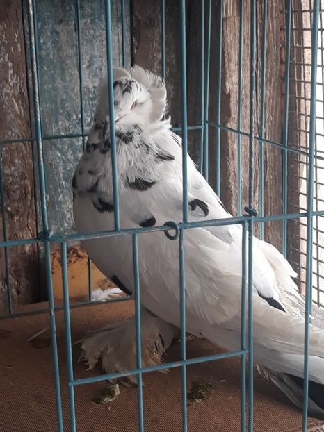  - Uriaș maghiar 2020