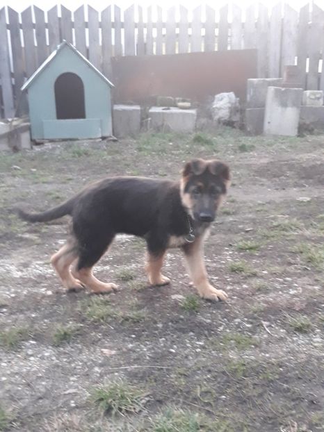  - BAC noul membru al familiei