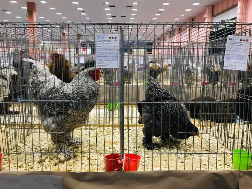 E53C59B0-E117-4D3C-BF86-16791DFA2DC1 - Brahma Barat