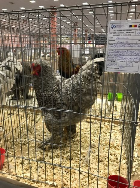 F917F16A-E66E-464B-80A2-4BA2899C58CB - Brahma Barat