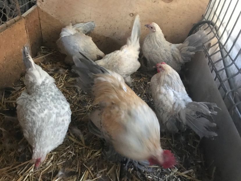 F447A70E-CBC0-475B-8449-946124125782 - Mii de flori izabel