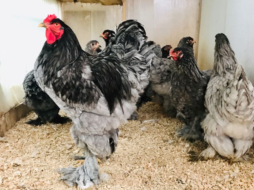 9E9D9BE7-4318-40B2-9E4C-14E804853680 - Brahma Albastru