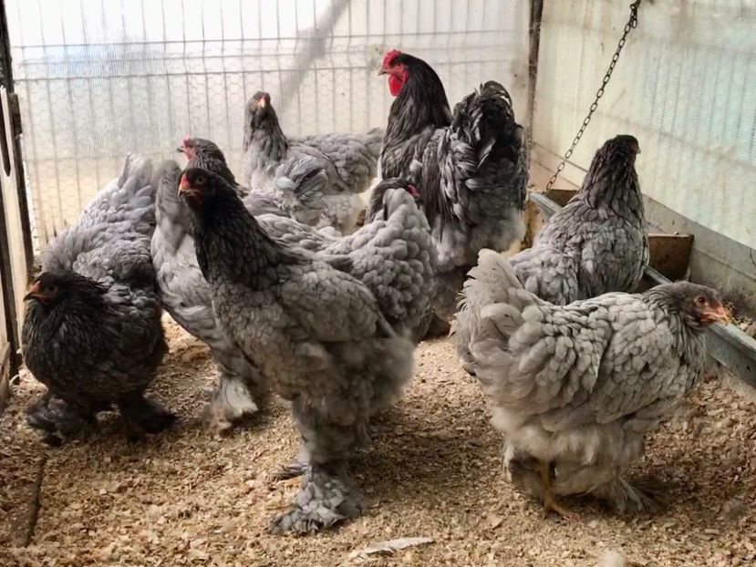 45079448-0CC1-4B1D-952D-1E2011A3EFED - Brahma Albastru