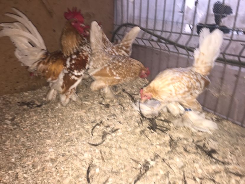 FCC8200E-9A23-4F38-A692-18211DB4BD96 - Mii de flori lemon