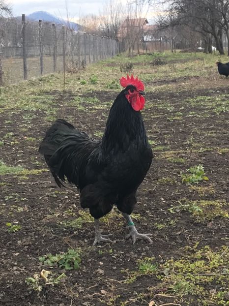 4C0DD4B2-AE97-4FE3-92E4-70984CF425F0 - B 2019