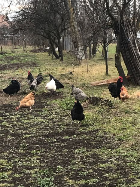 024AD499-4BD5-4E94-B696-15F74C09B797 - B 2019