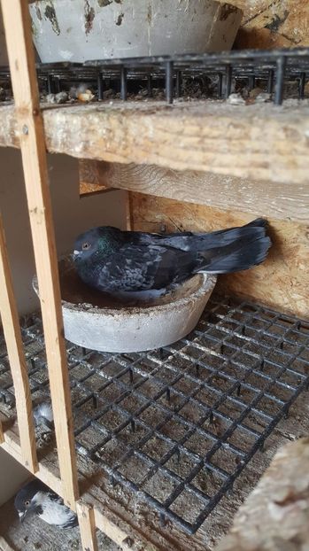 received_970286106511988 - Ciungi 2019