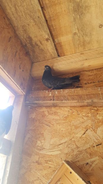 received_2109153236015342 - Ciungi 2019