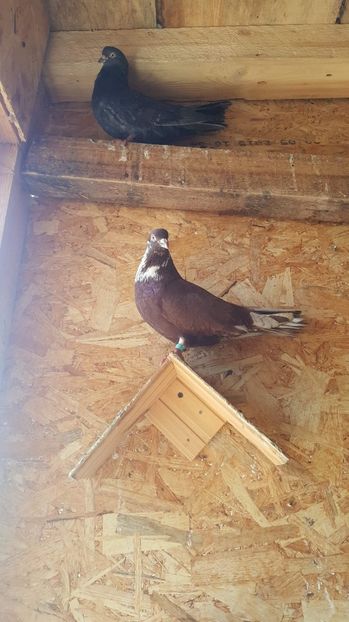 received_482333165584321 - Ciungi 2019