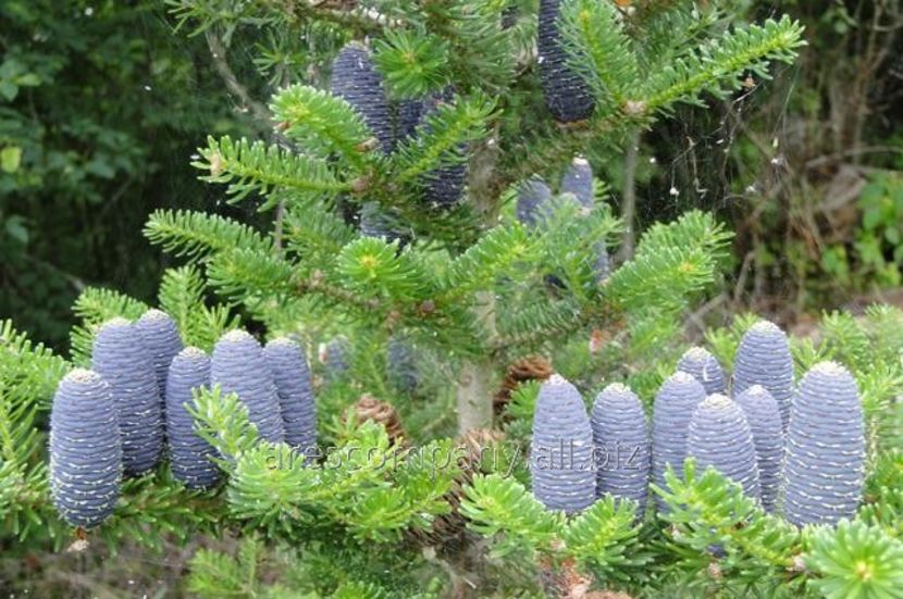 abies koreana festival - a Comenzi plante copaci 2020