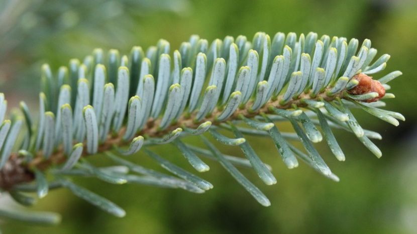 Abies_koreocarpa_x_Festival - a Comenzi plante copaci 2020