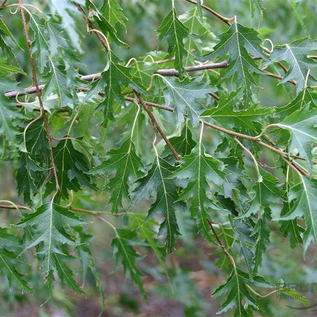 Betula pendula Crispa - a Comenzi plante copaci 2020