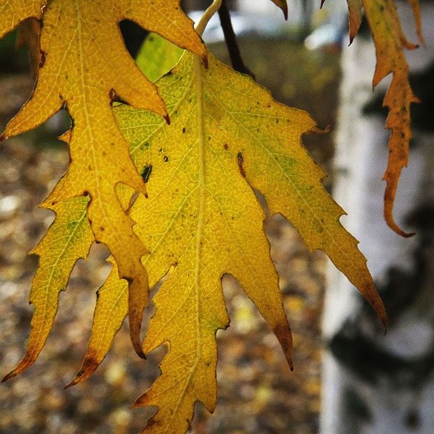 Betula pendula Crispa - a Comenzi plante copaci 2020