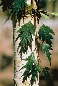 Betula pendula Crispa - a Comenzi plante copaci 2020
