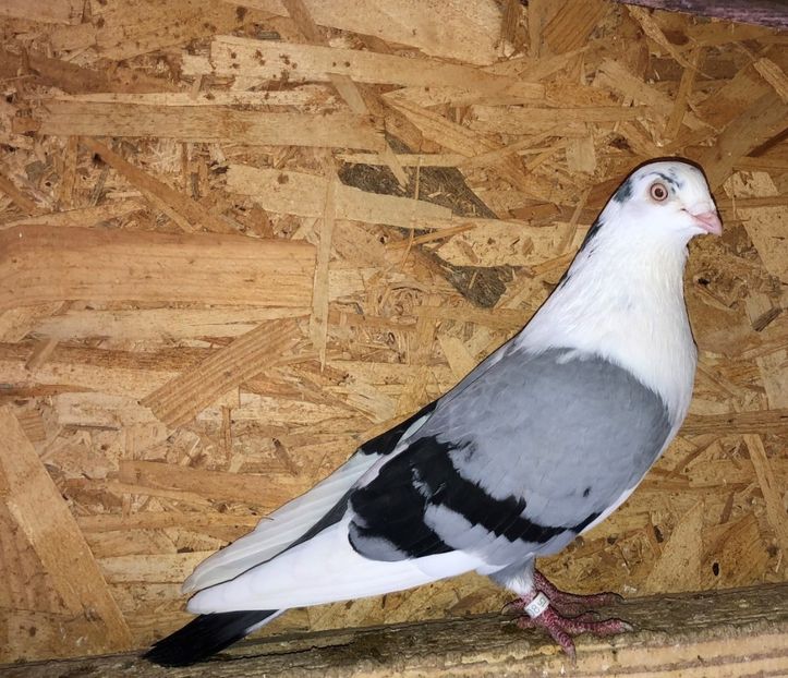 11055  mascul  2015 - B - perechi 2022