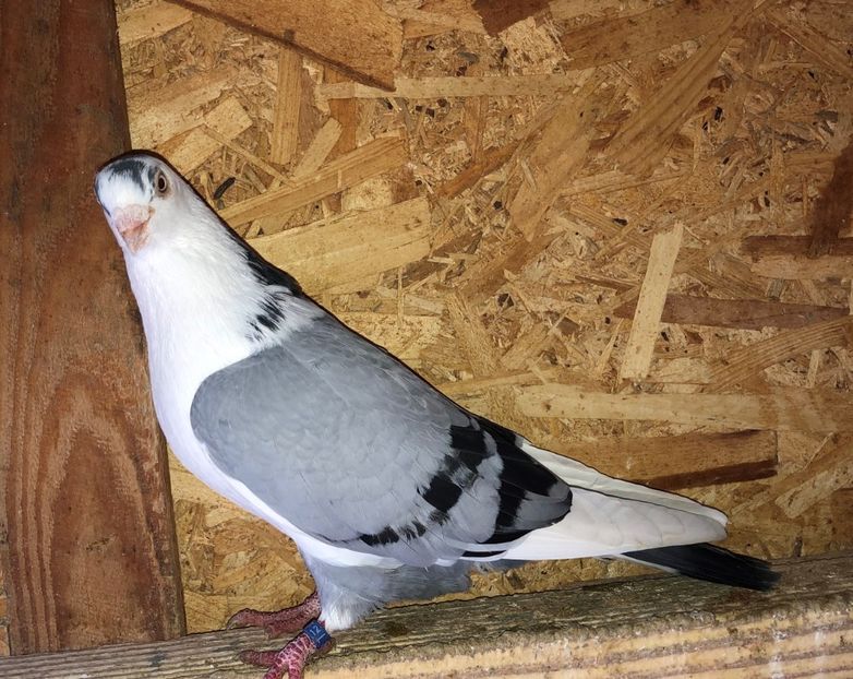 895  mascul  2012 - Plecați ALBUM 2