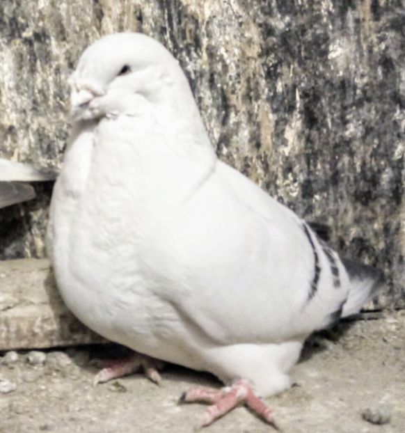  - - A - A - A - A - A - PARINTII REGINEI