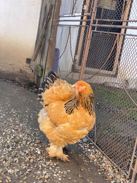 73B94595-CE56-4FBA-A005-583F36B70717 - Brahma Columbia Negru