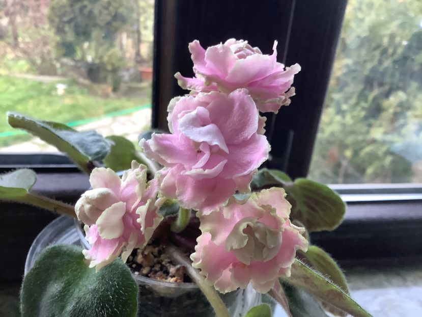 Pui 2 - LE Fuksijevoje Kruzevo sport