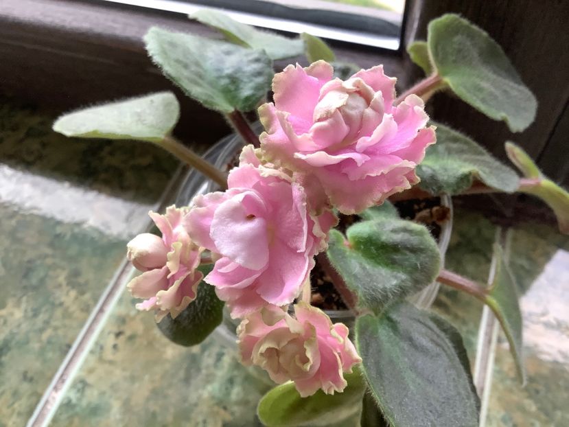  - LE Fuksijevoje Kruzevo sport