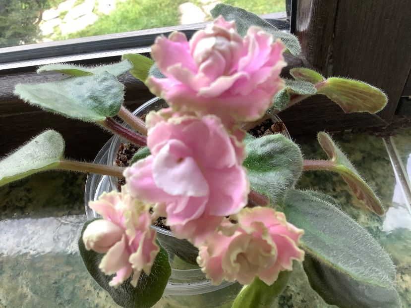  - LE Fuksijevoje Kruzevo sport