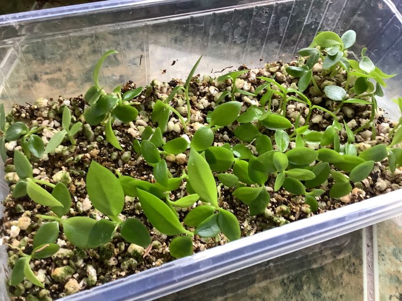  - Pubicalyx Pink Silver