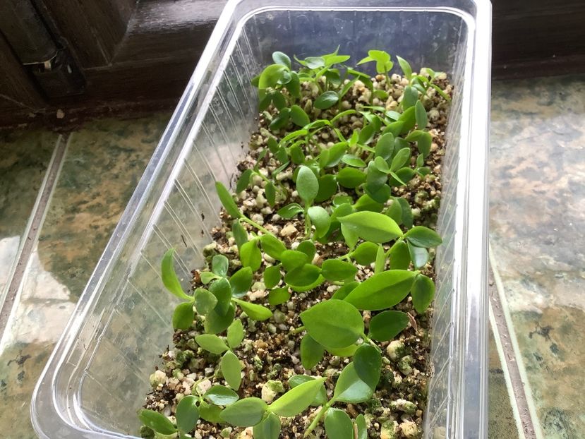  - Pubicalyx Pink Silver