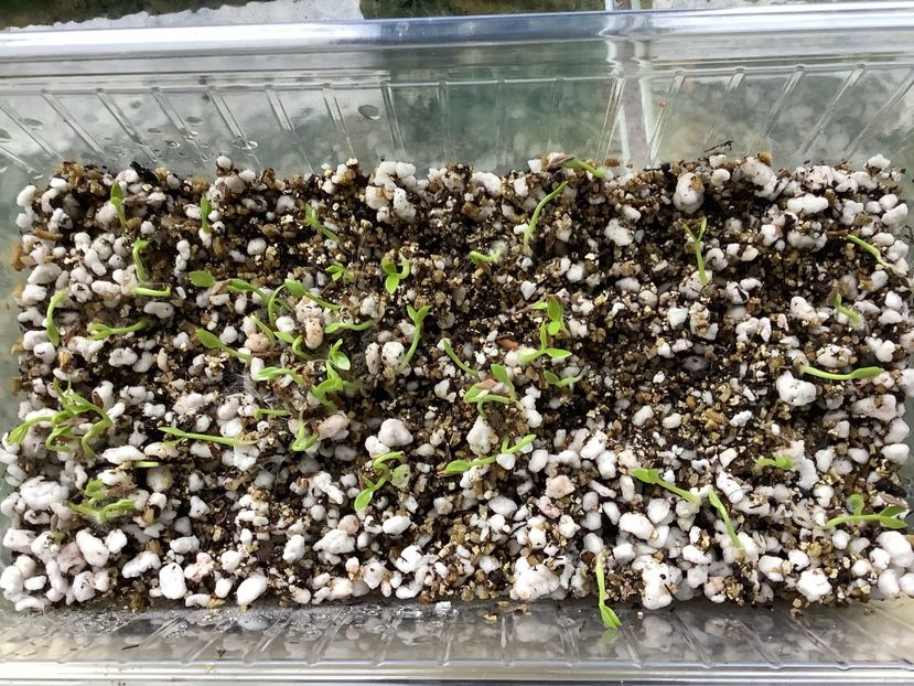  - Pubicalyx Pink Silver