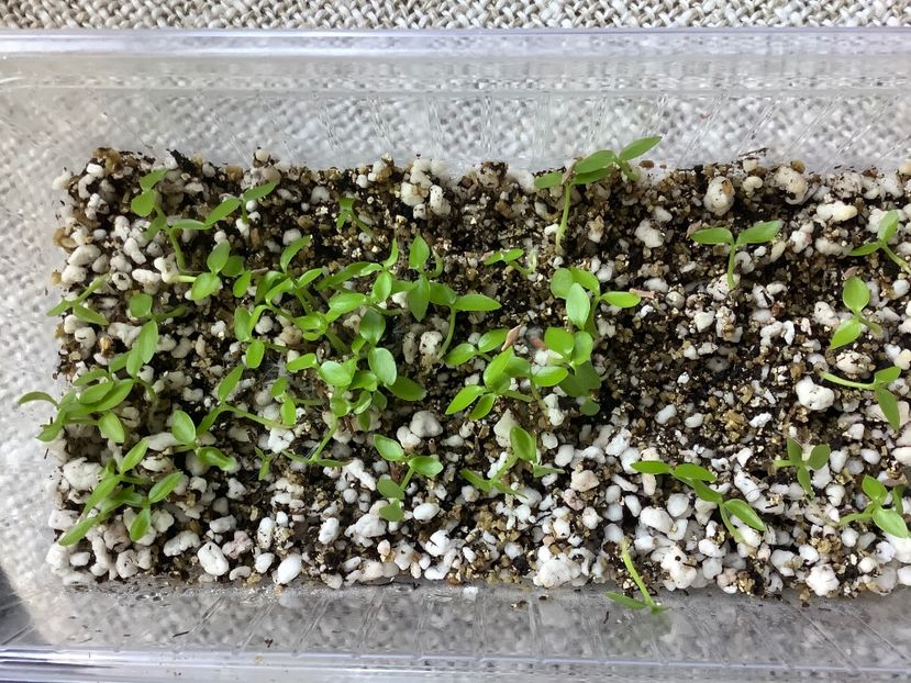  - Pubicalyx Pink Silver