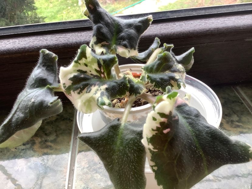  - Wrangler s Gaudy Lady