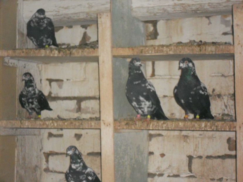  - Zburator Tippler englez-de vanzare