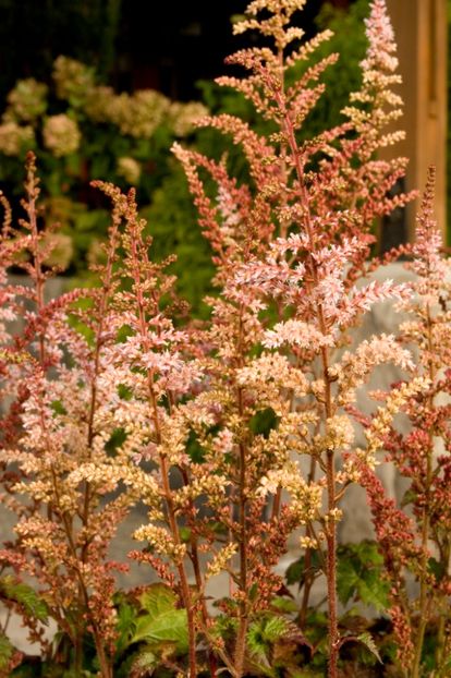 Astilbe COLOR FLASH Beauty of Ernst - a Comenzi plante copaci 2020