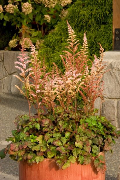 Astilbe COLOR FLASH Beauty of Ernst - a Comenzi plante copaci 2020