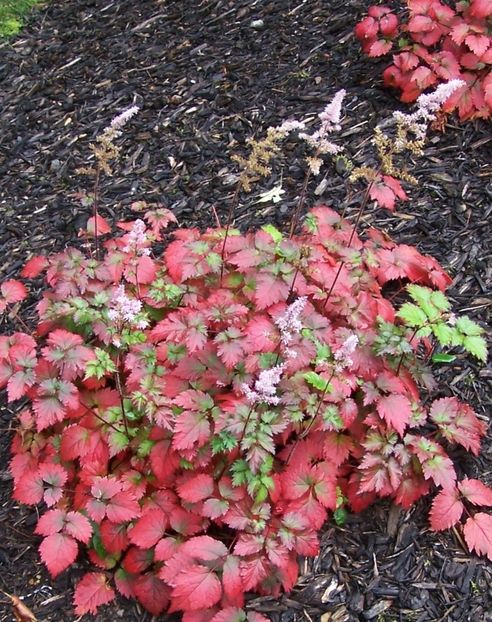 Astilbe COLOR FLASH Beauty of Ernst - a Comenzi plante copaci 2020