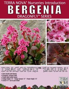 Bergenia-Dragonfly-Sakura - a Comenzi plante copaci 2020