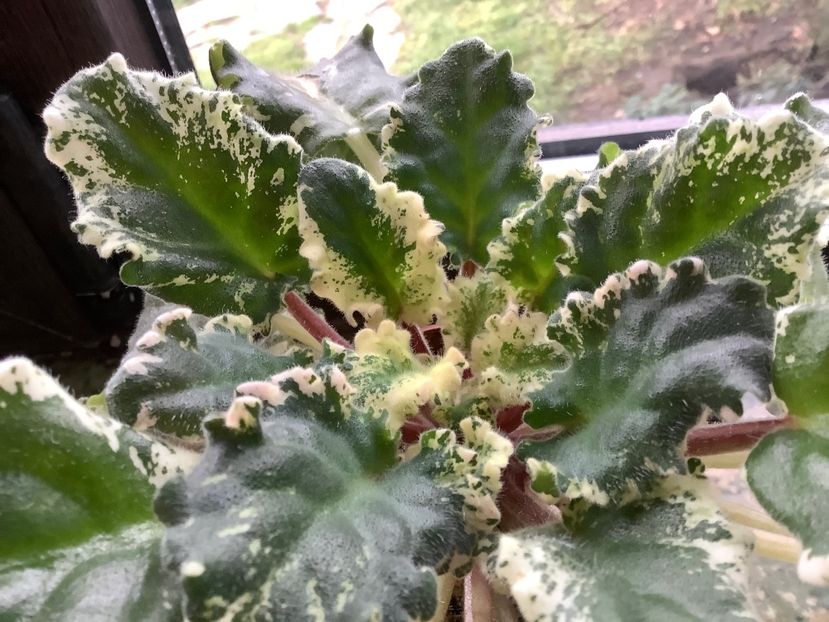  - Gemcraft Pink Pearl