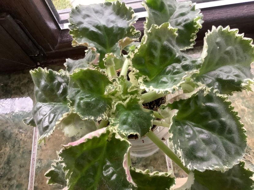  - Buckeye Irish Lace