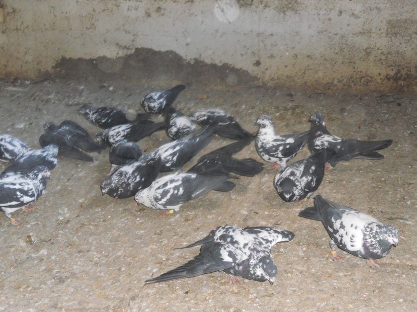  - Zburator Tippler englez-de vanzare