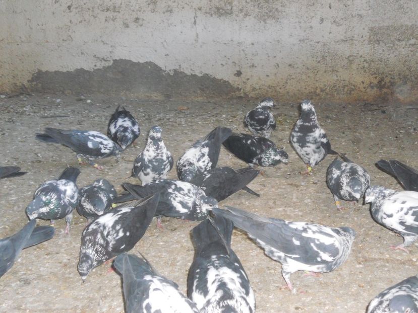  - Zburator Tippler englez-de vanzare