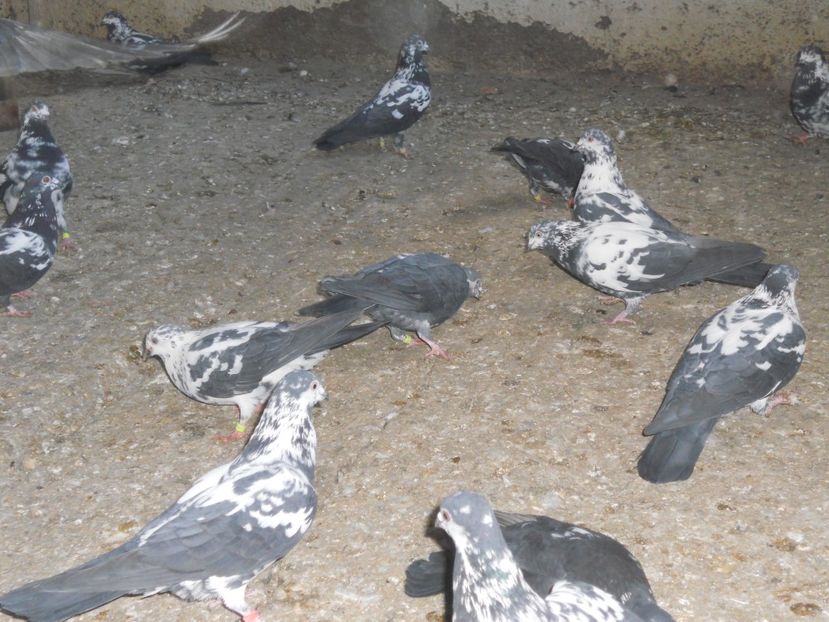  - Zburator Tippler englez-de vanzare