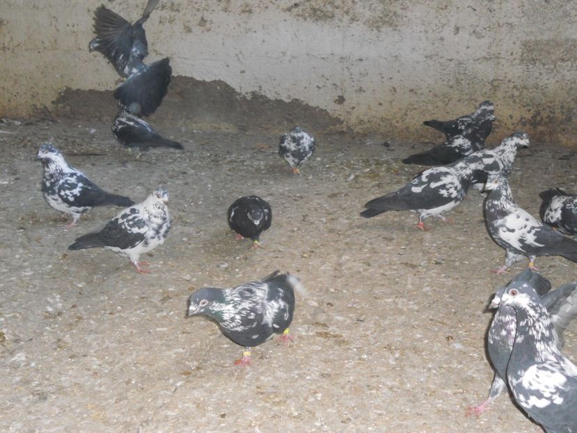  - Zburator Tippler englez-de vanzare