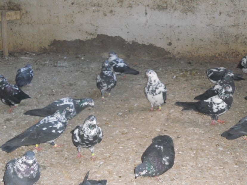  - Zburator Tippler englez-de vanzare