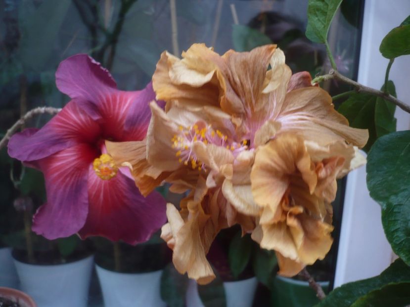P1430312 - HIBISCUSI 2019-3