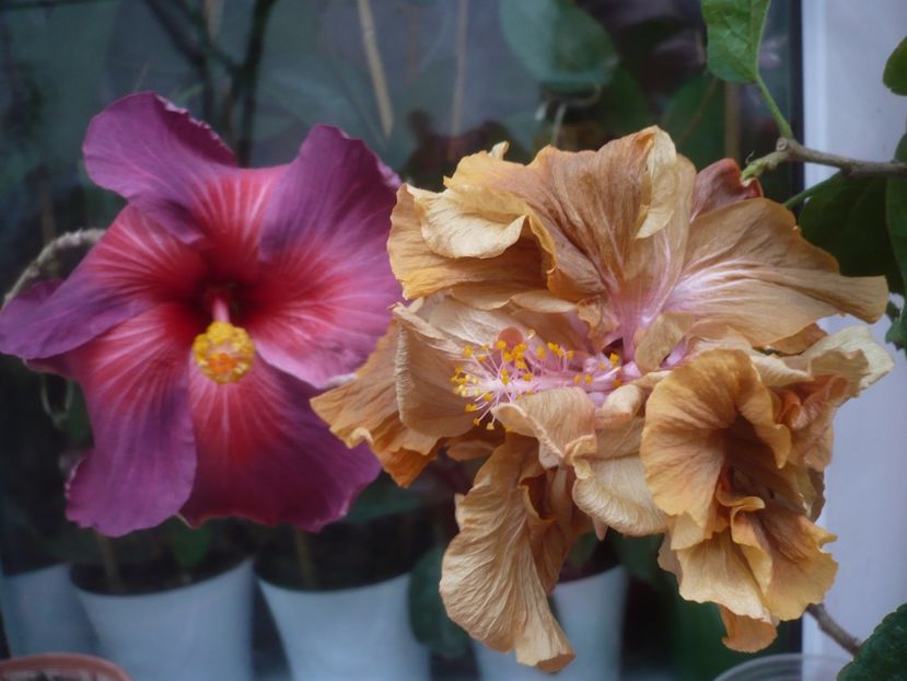 P1430313 - HIBISCUSI 2019-3
