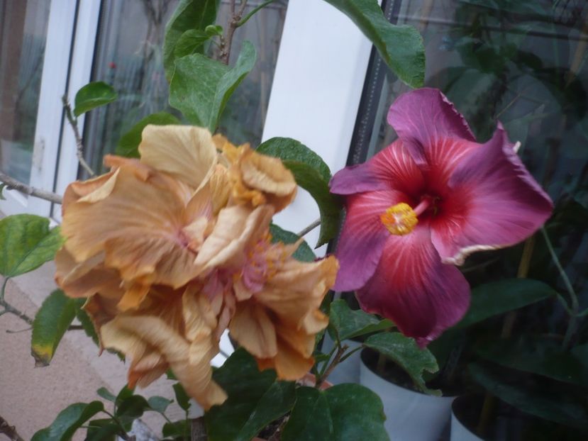 P1430314 - HIBISCUSI 2019-3