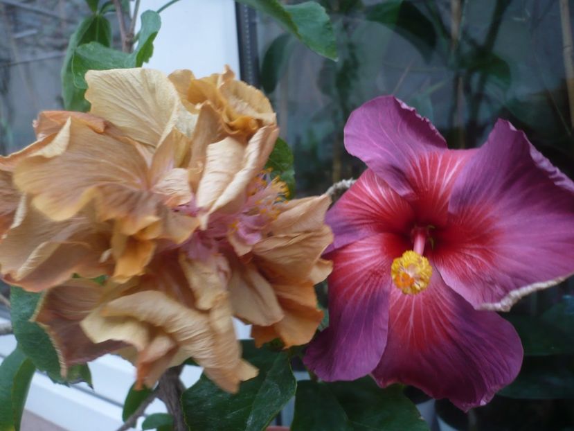 P1430316 - HIBISCUSI 2019-3