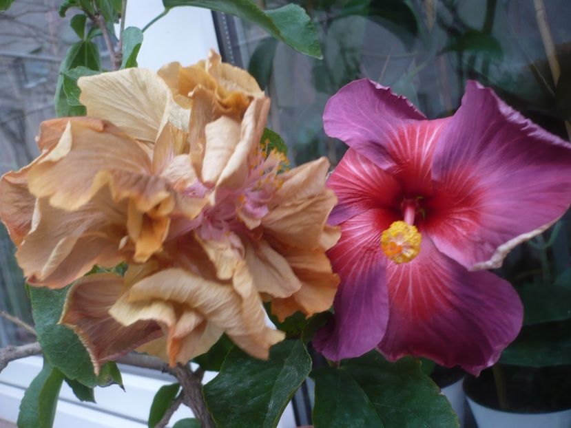 P1430317 - HIBISCUSI 2019-3