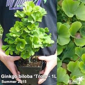 Ginkgo biloba Troll - a Comenzi plante copaci 2020