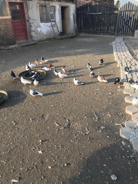 86E44CCF-2BE8-4DF2-9E3B-C6D510FF6337 - galareni