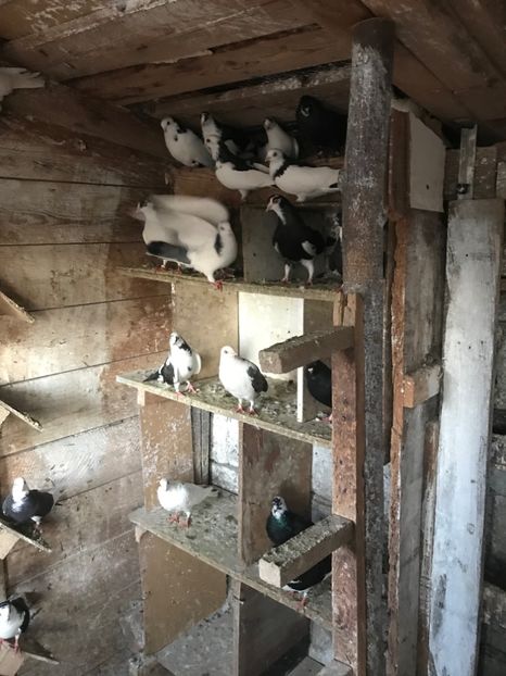 B8947D25-8953-4CD2-9B3D-B0A99D53A546 - galareni